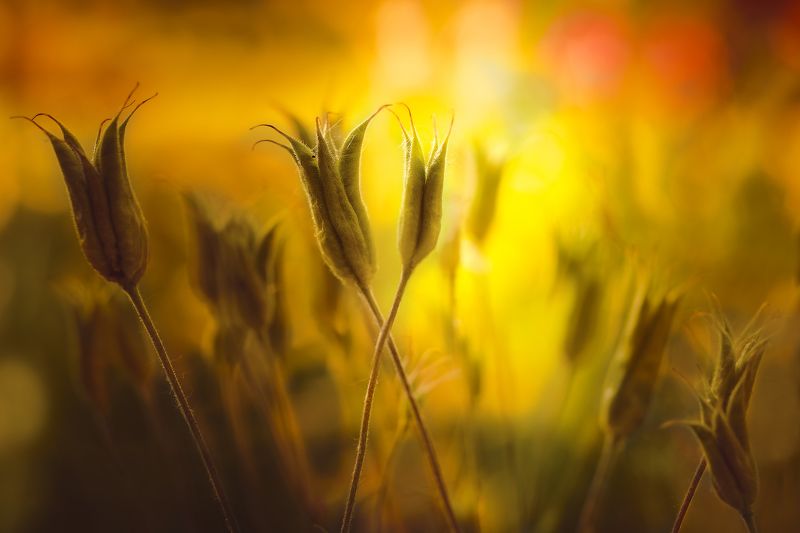 Конец жаркого дня фото превью