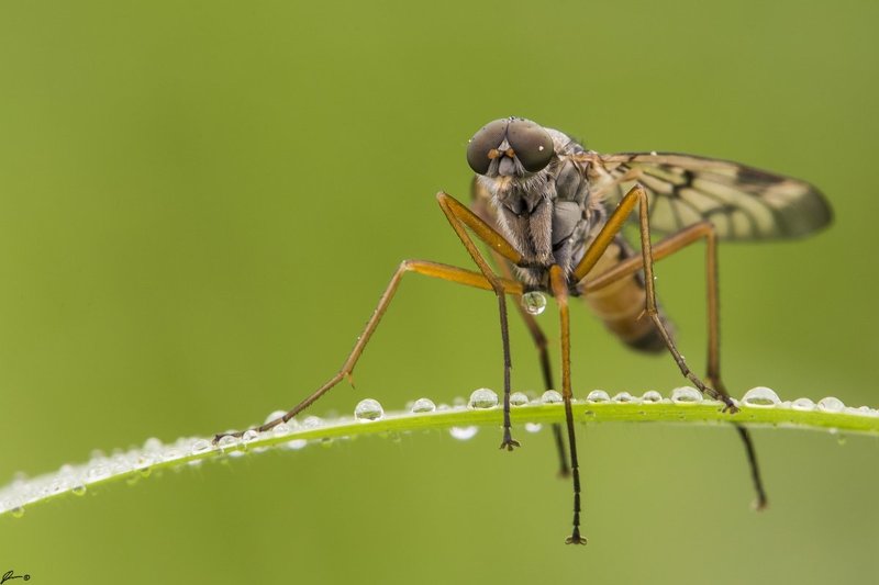 Insect, Macro, Makro, Nature, Wildlife Rhagio scolopaceus фото превью
