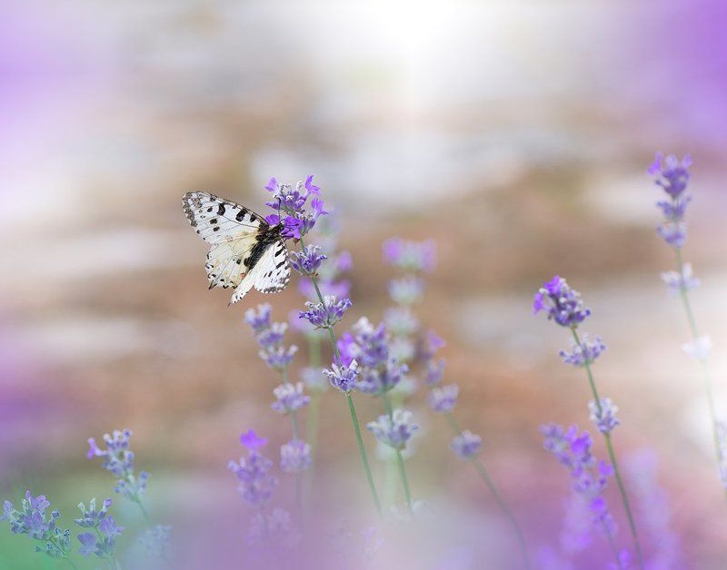 ***~*** фото превью