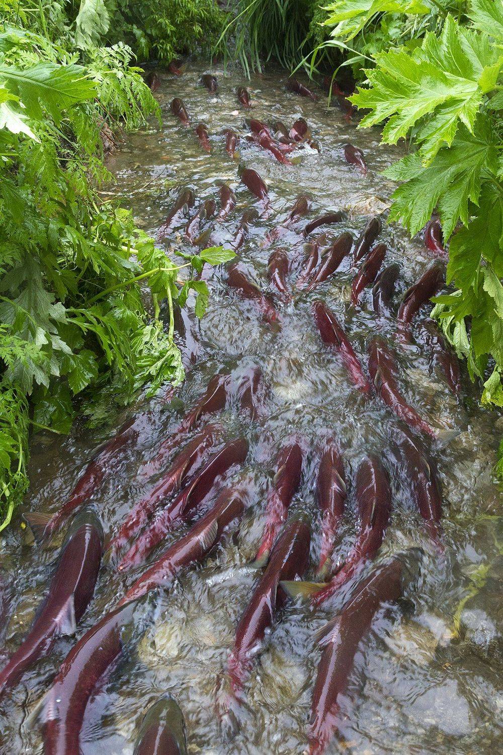 Нерка, Лосось, Камчатка, Mike Korostelev