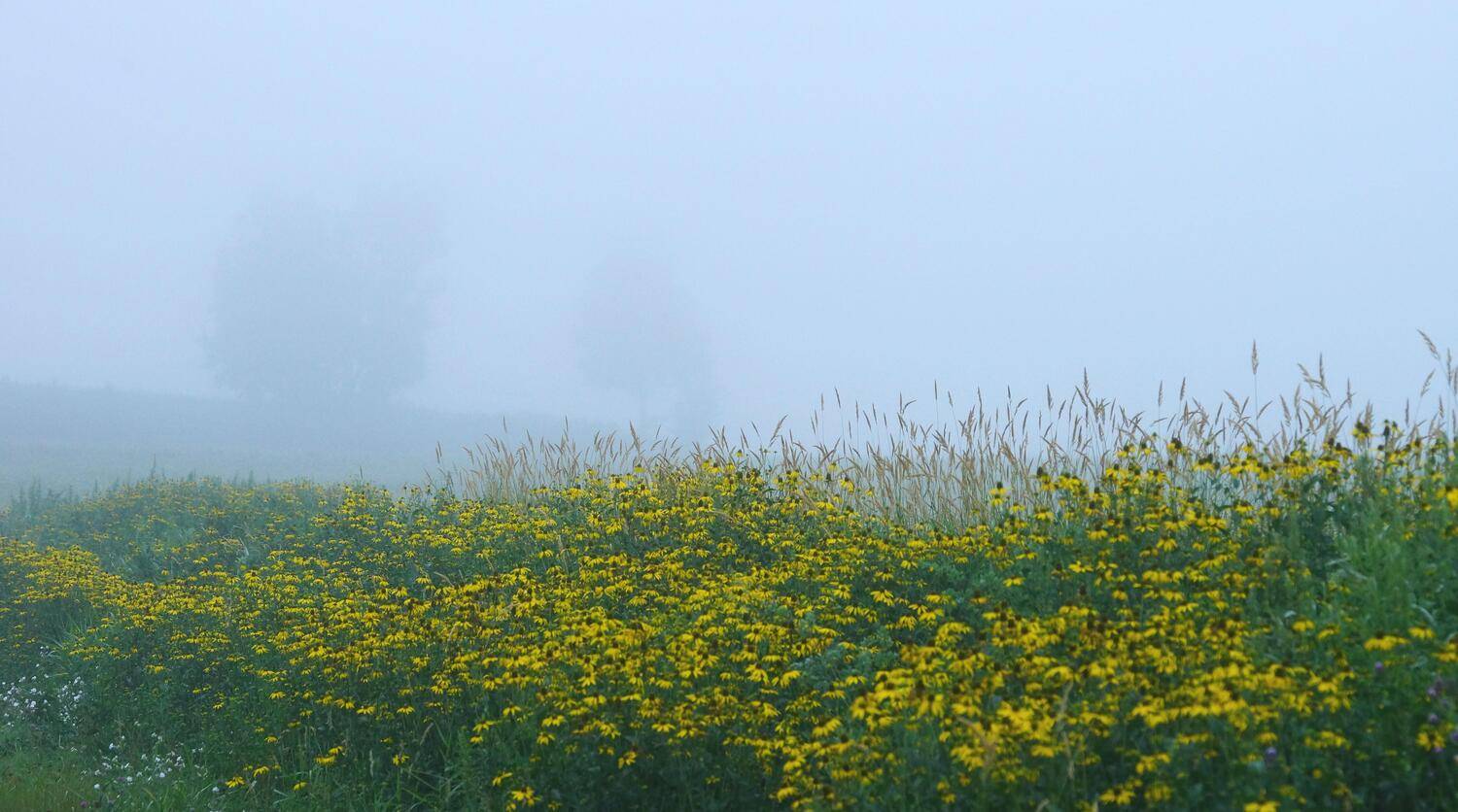 asia, japan, hokkaido,morning,field,flower,wild,wildflower,fog,trees,fantastic,, Shin