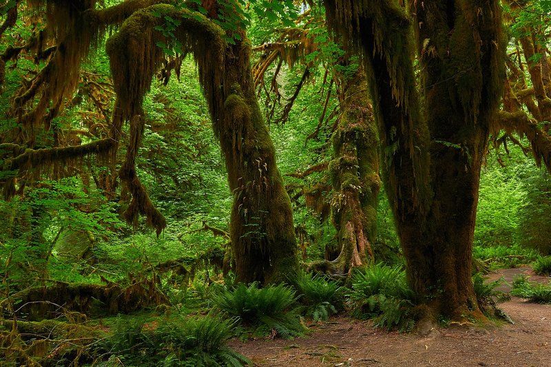 Бабайожкин лес фото превью