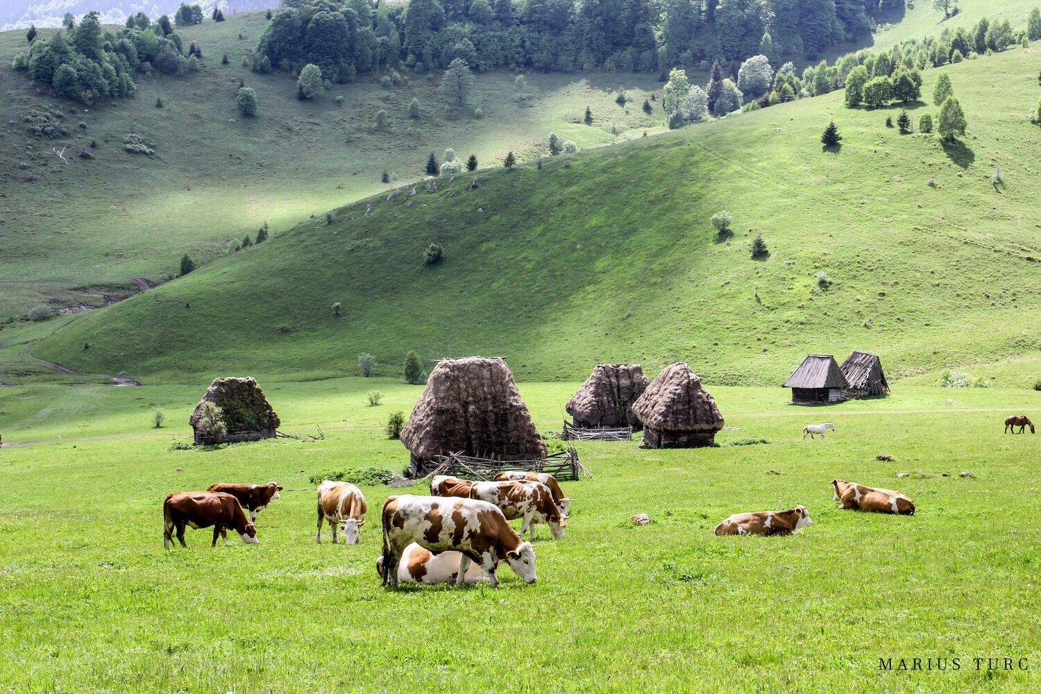 relax,nature,animals,paradise,old house, Marius Turc