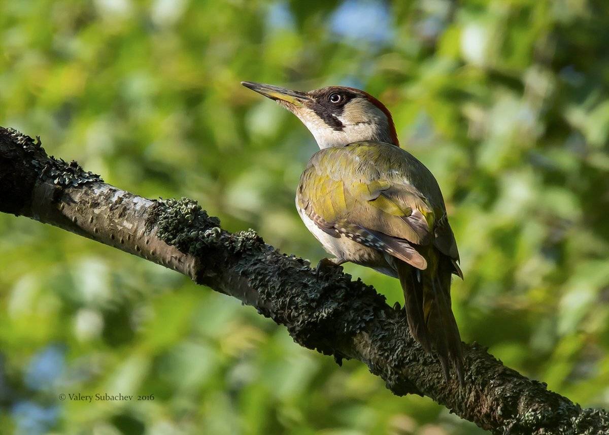 Зеленый дятел, Красная книга, Птицы, Талдомский район, Валерий Субачев
