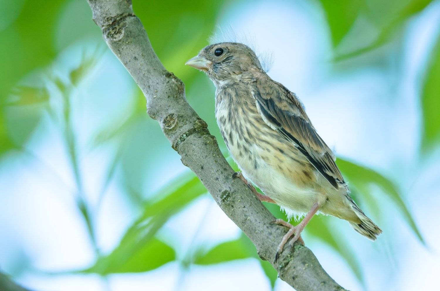 Carduelis cannabina, Ветка, Коноплянка, Май, Птица, Реполов, Слёток, Ксения Соварцева