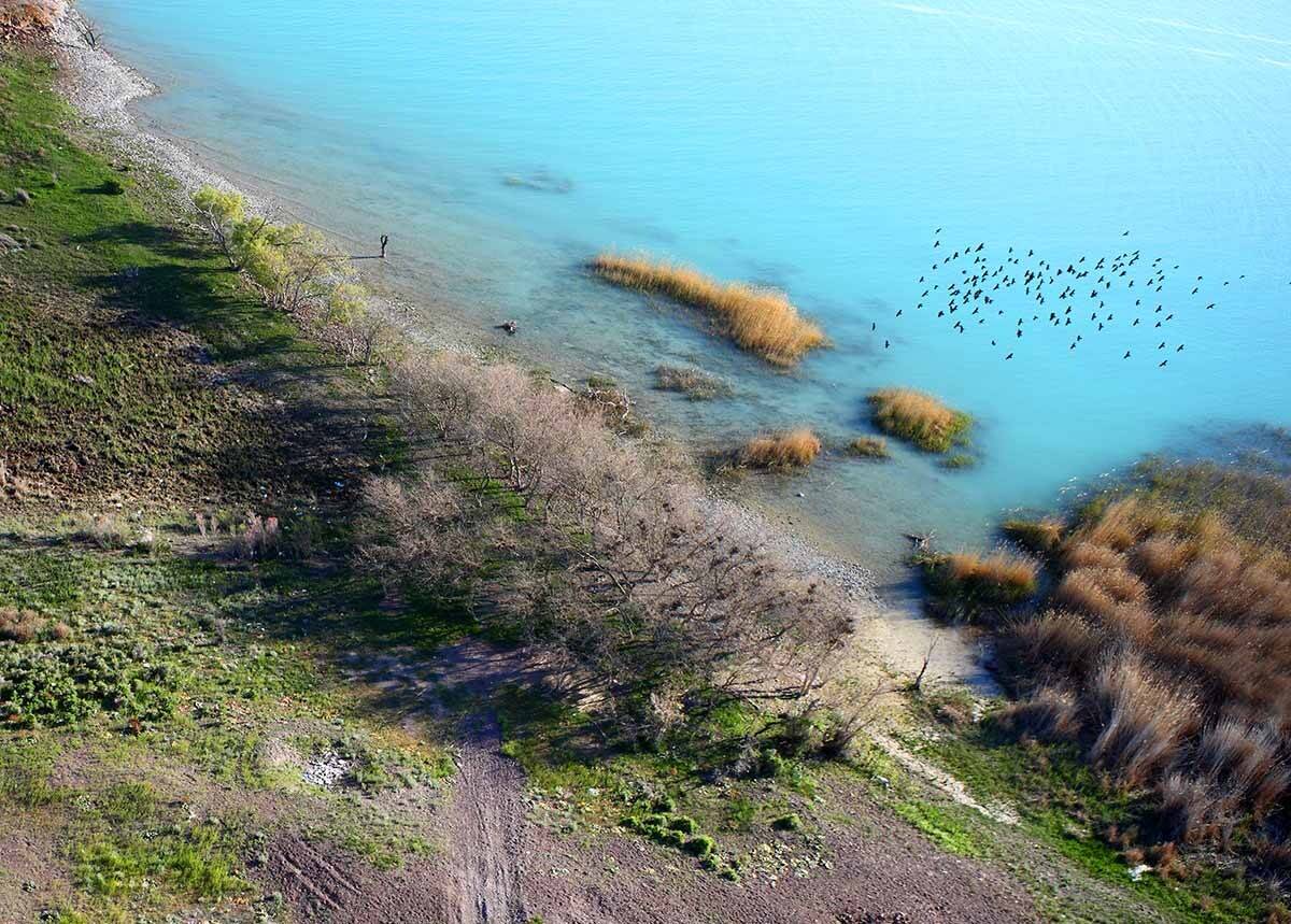 Казахстан, Балхаш, озеро, птицы, Борис Резванцев