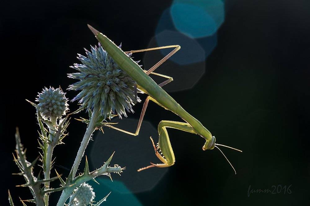 , Игорь ФУММ