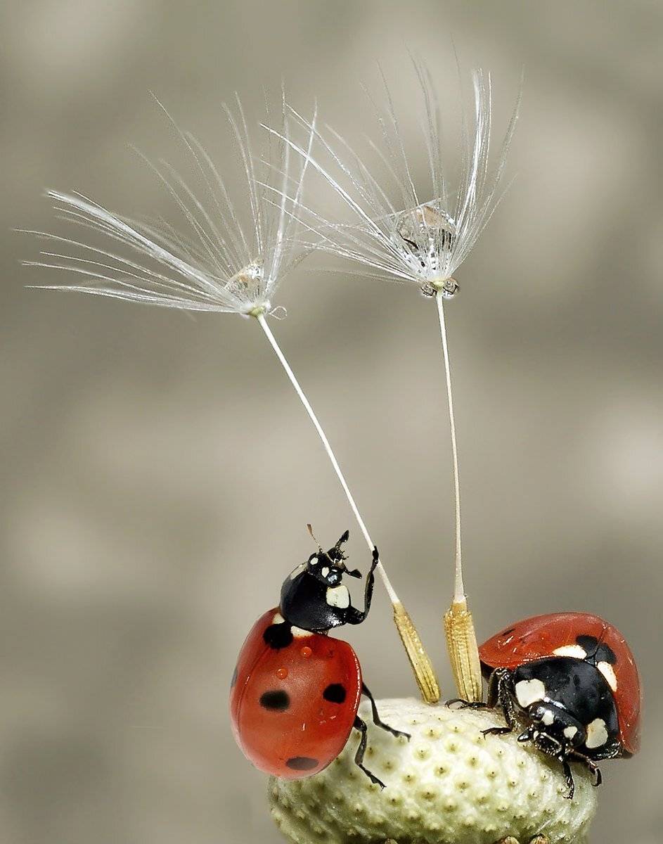 Божья коровка, Капли, Макро, Гарик Соколов