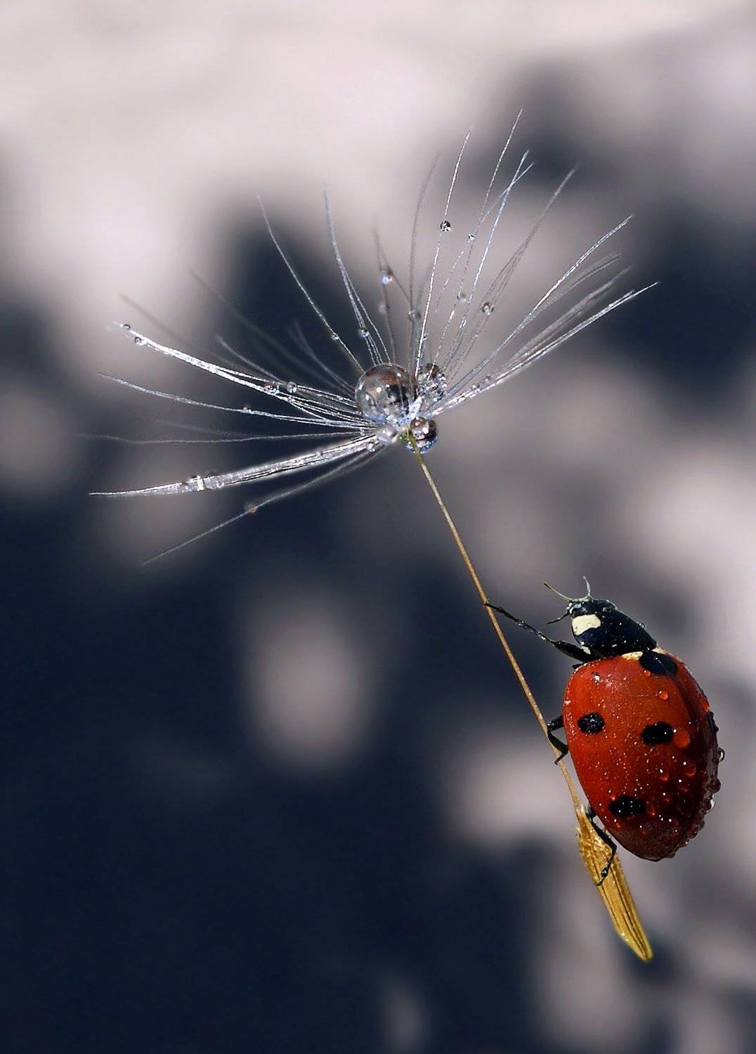 Божья коровка, Макро, Одуванчик, Гарик Соколов