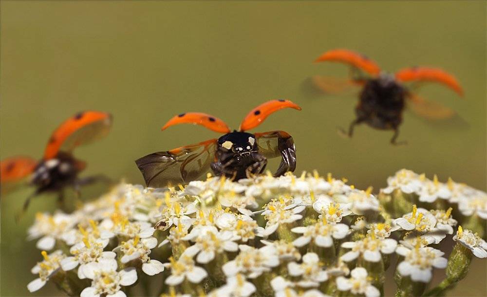 Божья коровка, Лето, Макро, Гарик Соколов