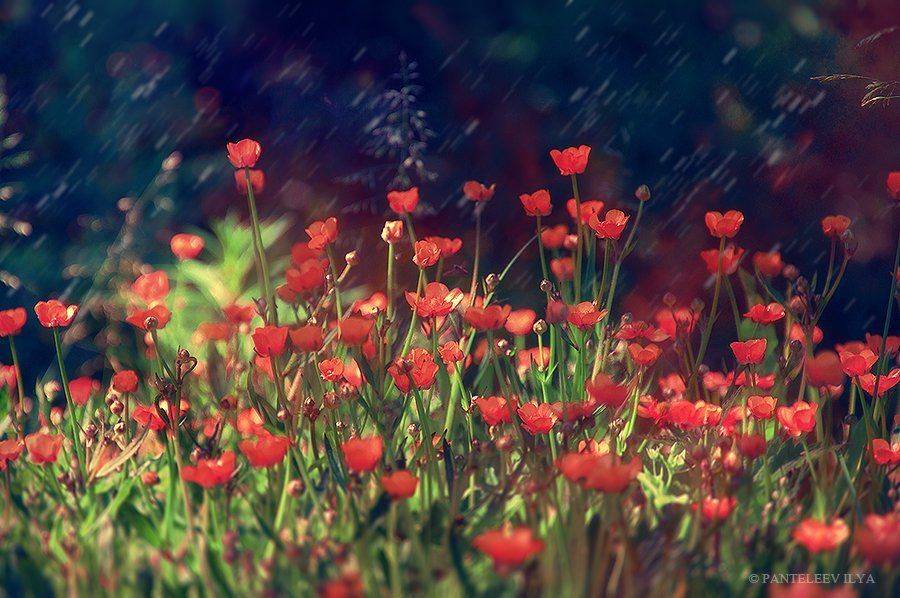 , Пантелеев Илья