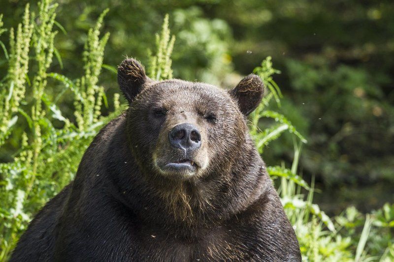 Медведи, Камчатка, Курильское Озеро Убери фотик! фото превью