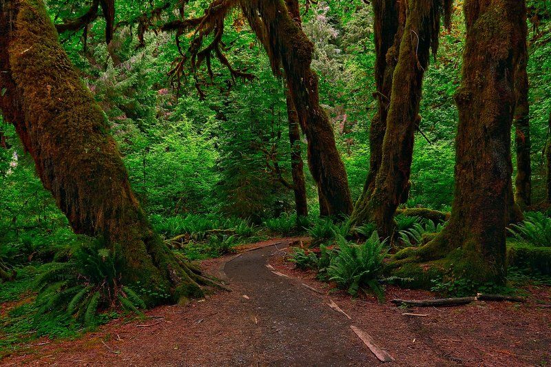 Forest, green, mosses Бабайожкин лес фото превью