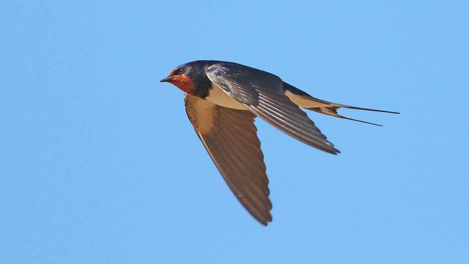 400mm, 7d, animals, birds, swallow, животные, ласточка, птицы, Yuri Gomelsky