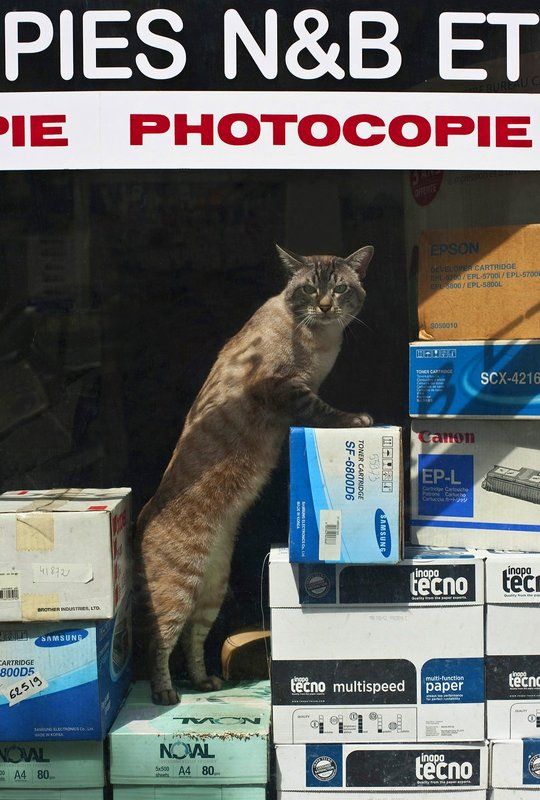 * фото превью