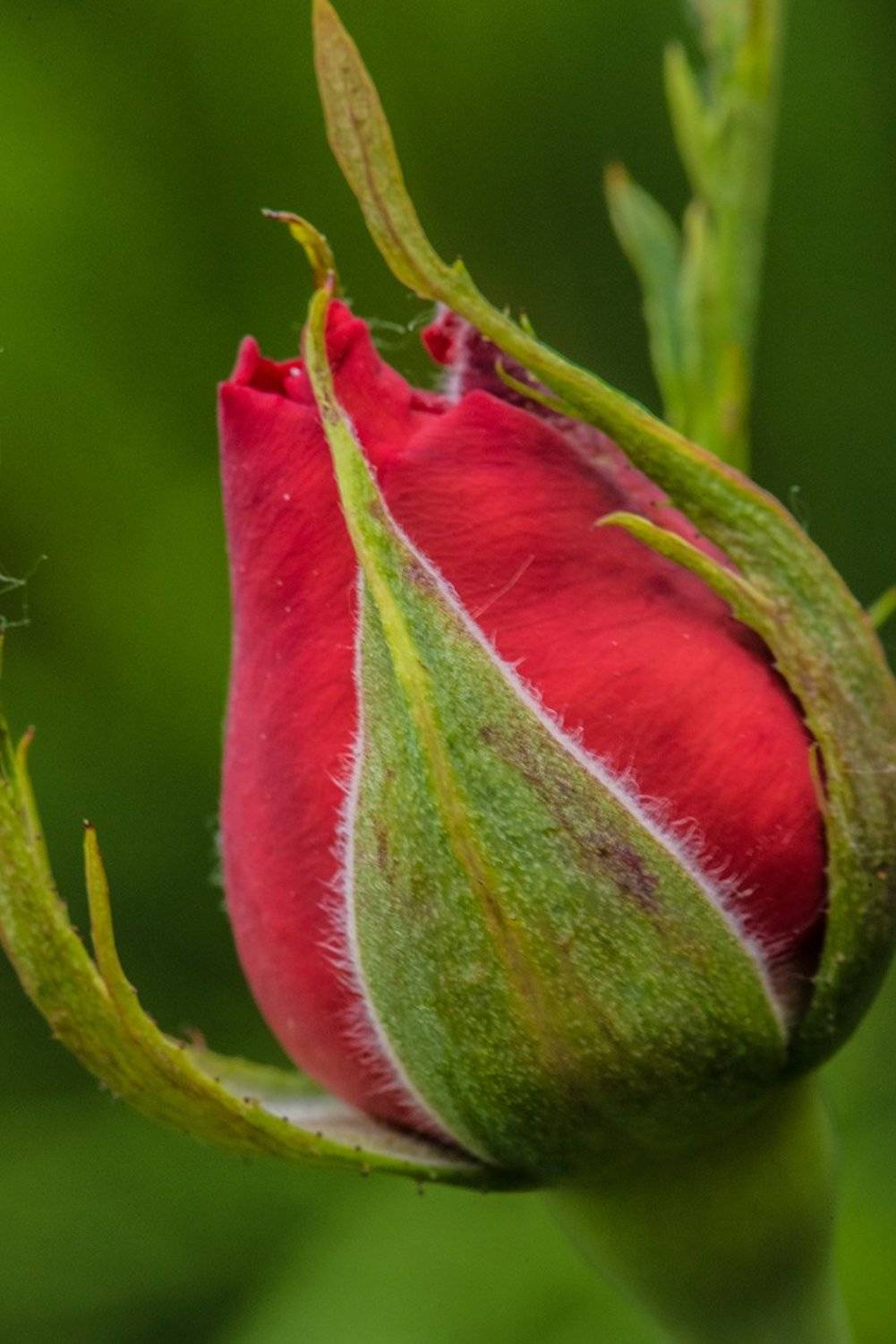 Бутон, Лето, Природа, Роза, Фотография, Цветы, Svetlana Tkachenko