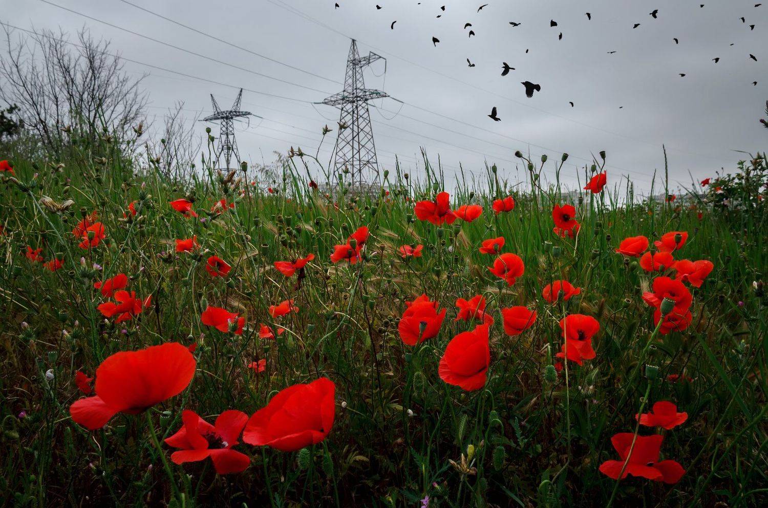 , Анатолий Щербак