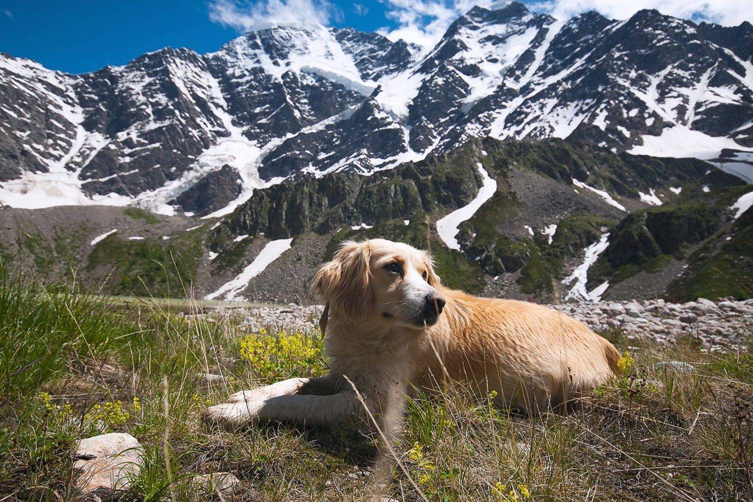 Вершина, Горы, Донгуз орун, Природа, Собака, Максим