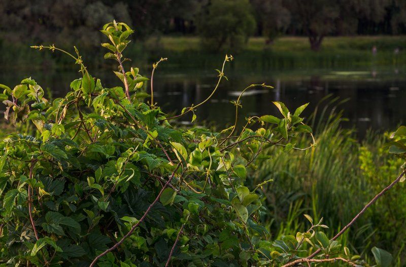 *** фото превью