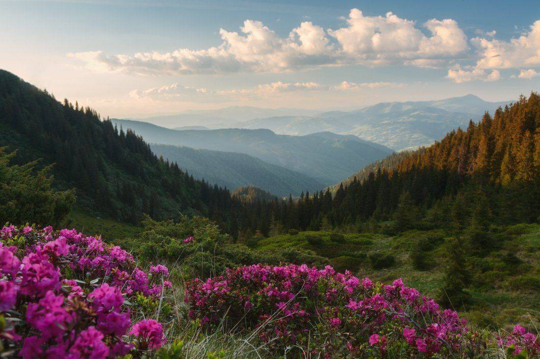 , Ярослав Тюрменко (Jaremi)