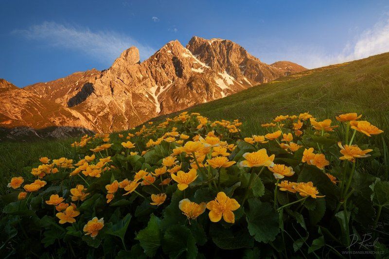 Alps, Dolomites, Italy, South Tyrol, Tyrol, Belluno, Alto Adige,  Passo Giau, Giau, Passo, Trentino, europe, travel, summer,  summer landscape, daniel rericha, evening colors, evening, evening light, mountains, mountain, flowers, peaks, sky, clouds, sunse Blooming Dolomites фото превью