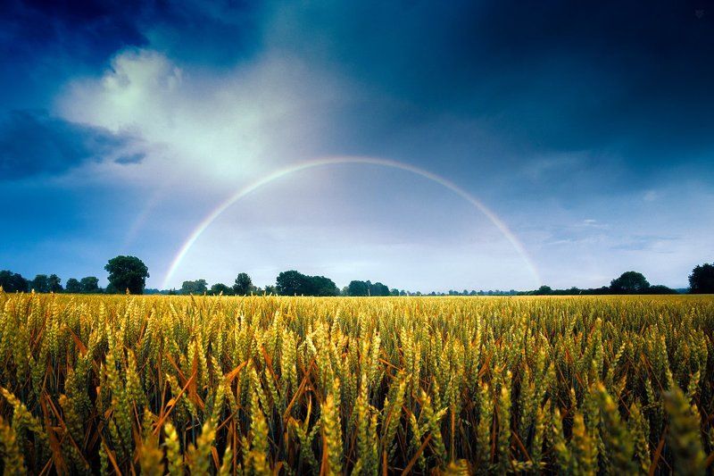 rainbow, nature, field Rainbow фото превью