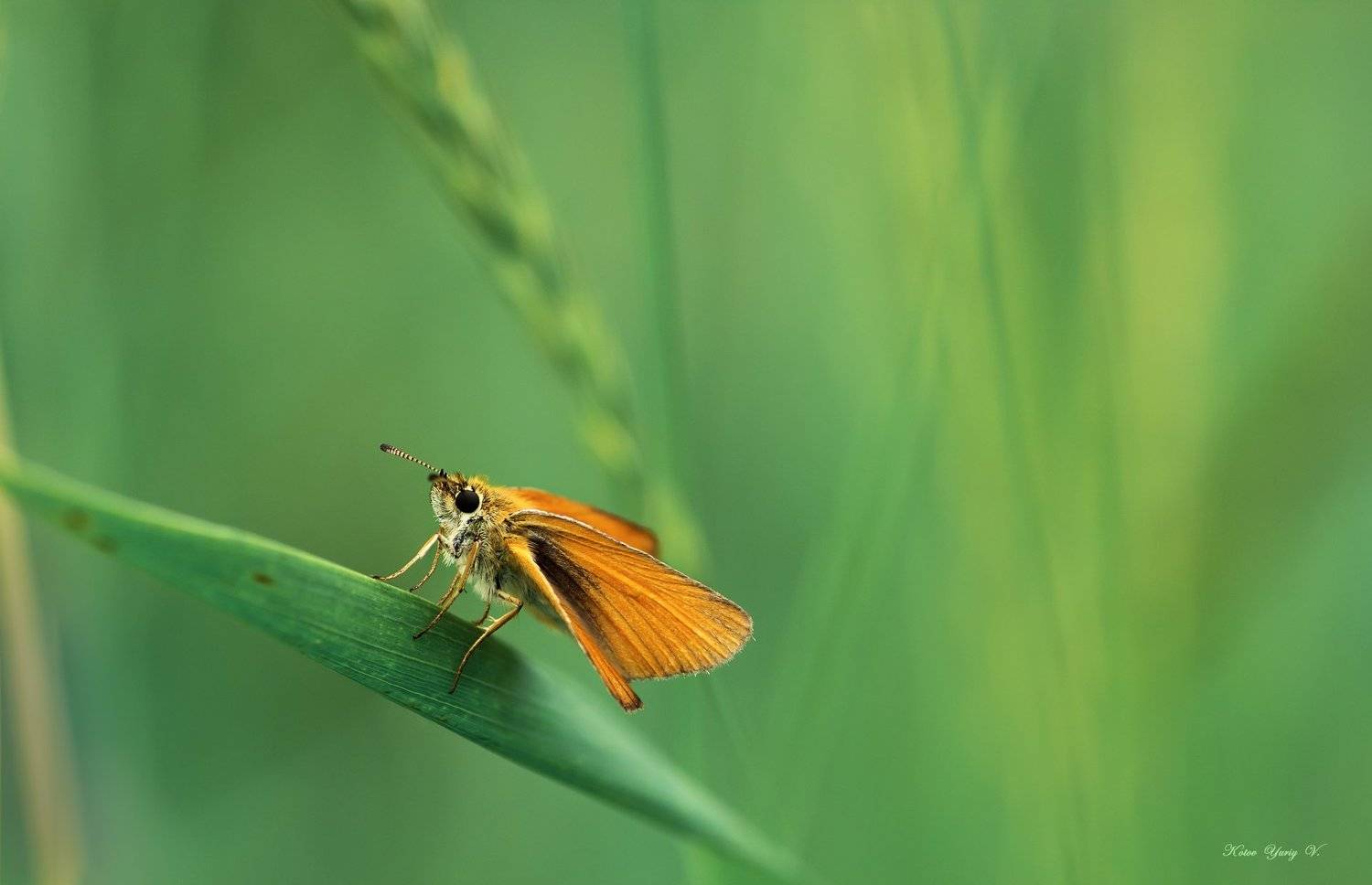 Бабоча, Колосок, Крылья, Трава, Фон, Юрий Котов