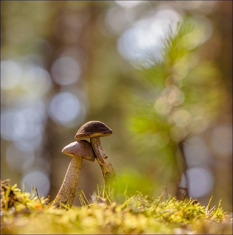 , Бурлов Андрей