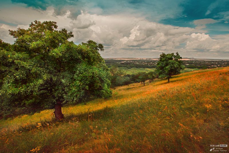 Деревья на теплом ковре фото превью