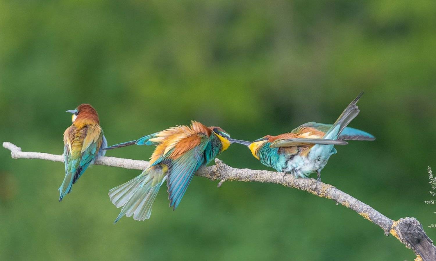 european bee-eater, aves, birds, merops apiaster, dominik chrzanowski wildlife photography, Dominik Chrzanowski