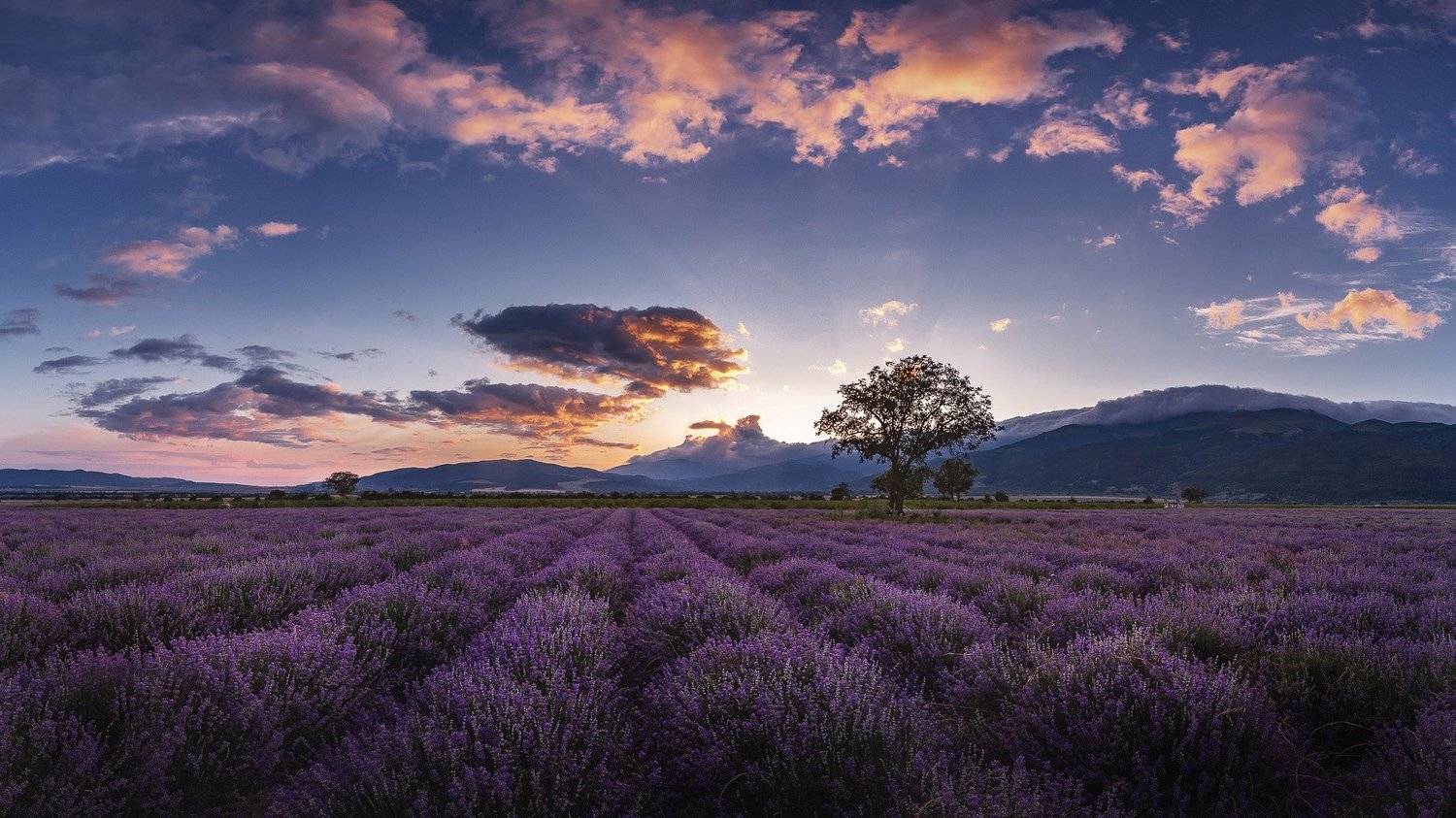 Болгария, Закат, Лаванда, Пейзаж, Природа, Дмитрий Купрацевич