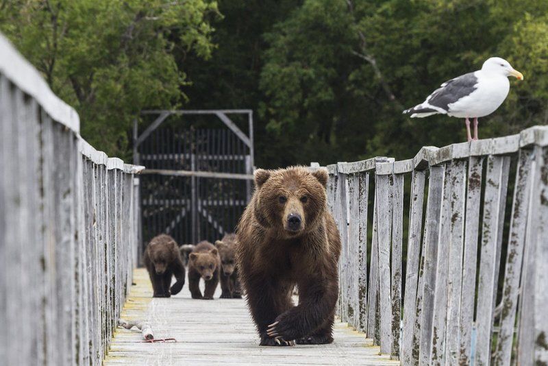 Медведи, Камчатка, Курильское Озеро Встреча на мосту фото превью