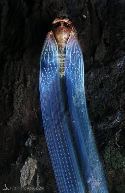 перо  фото превью