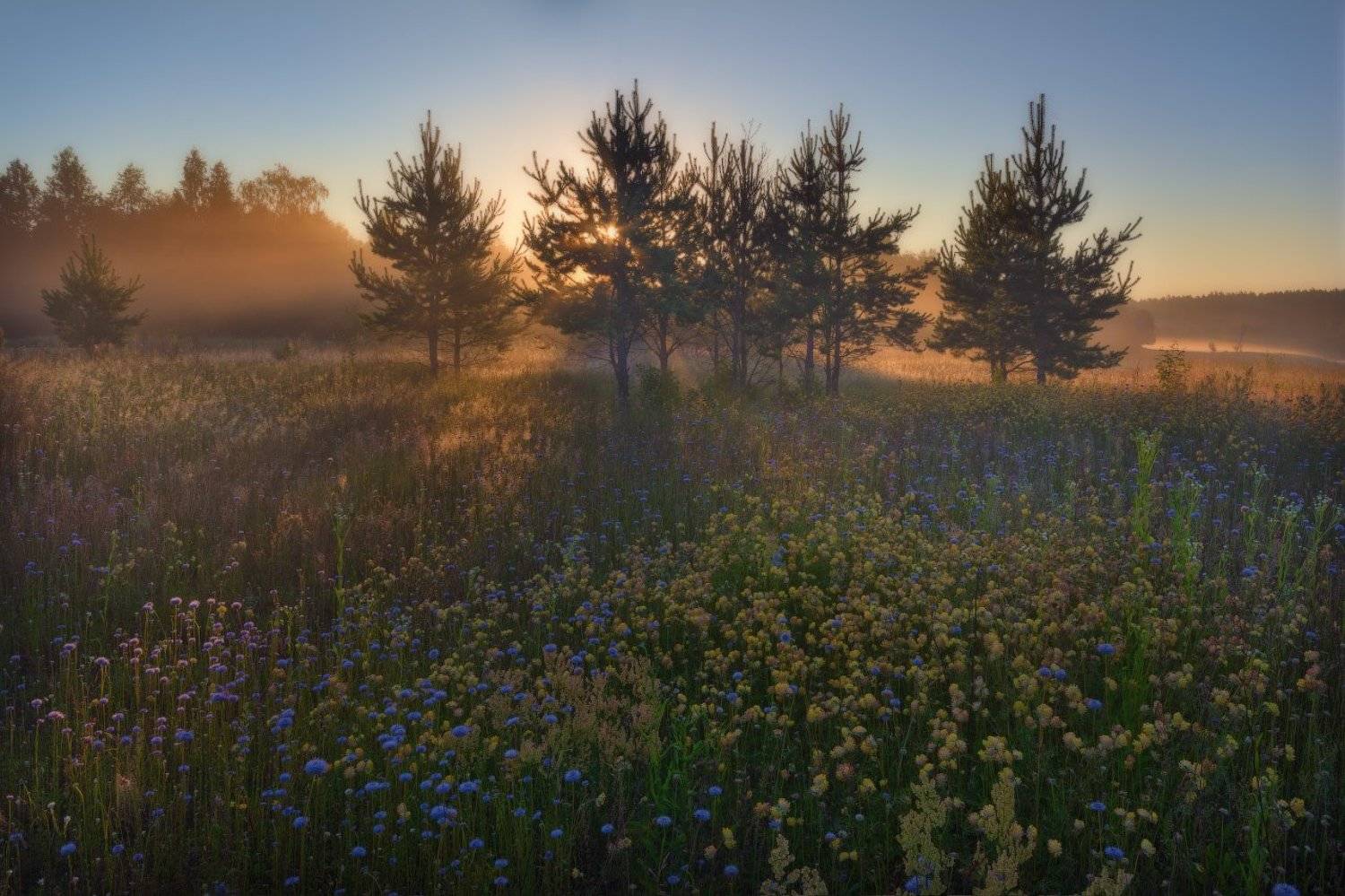 Nikon, Sigma10-20, Пейзаж, Полевые_цветы, Природа, Путешествие, Рассвет, Россия, Солнце, Туман, Угра, Утро, Фототурывыходногодня, Цветы, Жмак Евгений