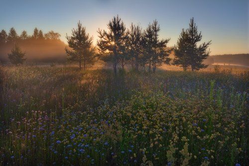Полевые цветы