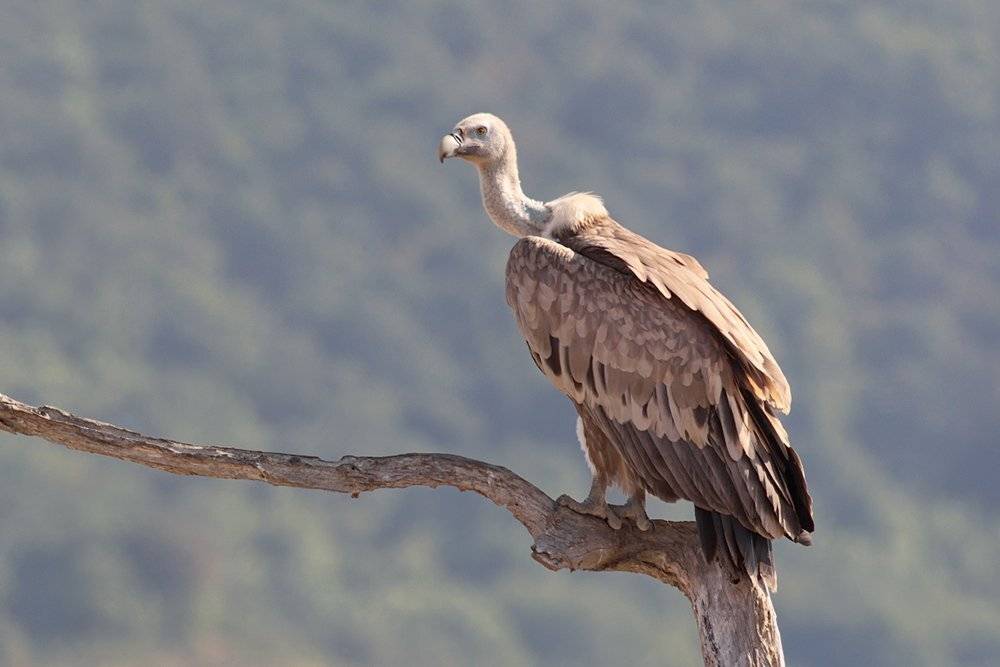 , Георги Славов