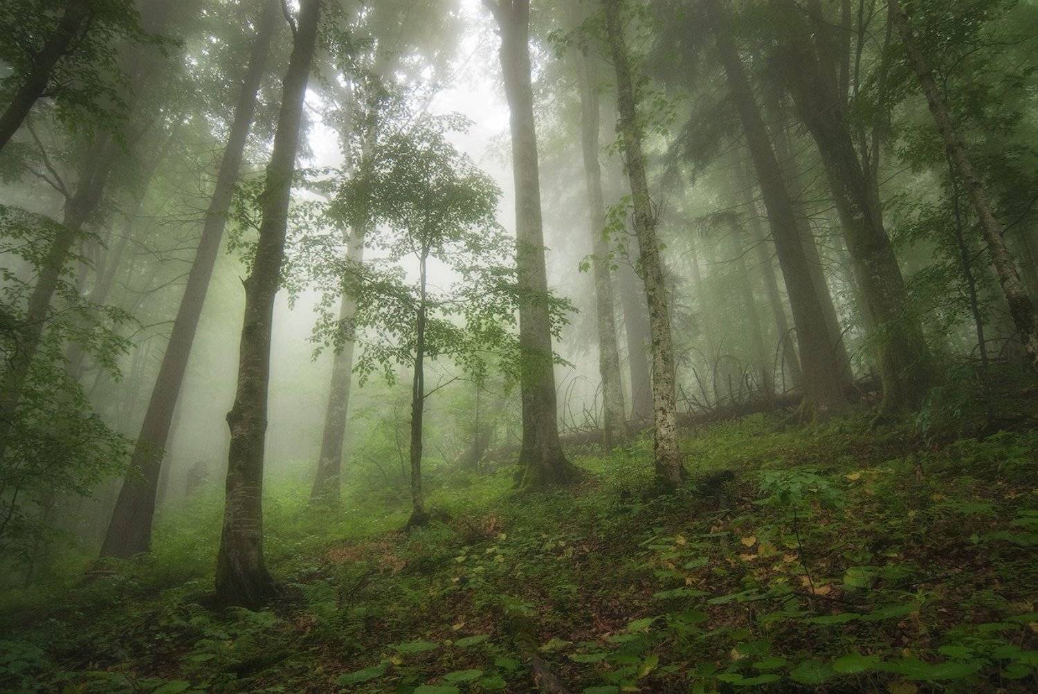 Карпаты, Лес, Молодой, Туман, flyman