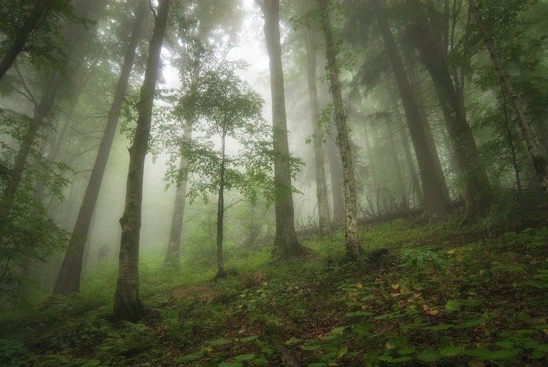 Карпаты, Лес, Молодой, Туман Молодой фото превью