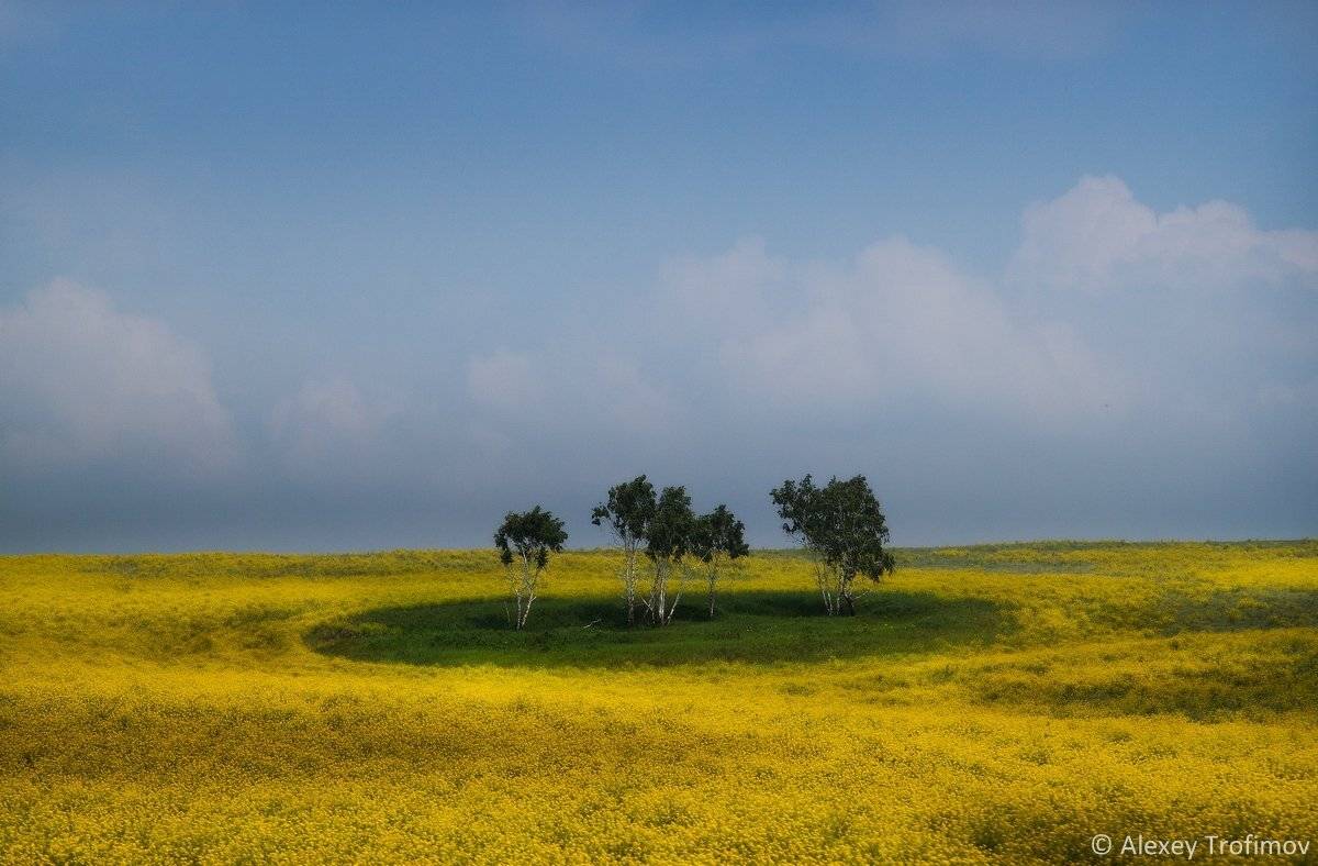 Лето, Пейзаж Сибирь, Поле, Алексей Трофимов