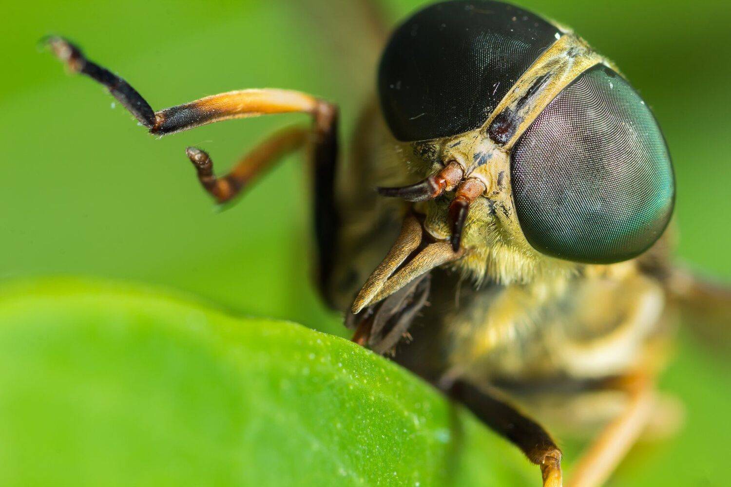 Глаза, Лапы, Листва, Макро, Овод, Юрий Котов