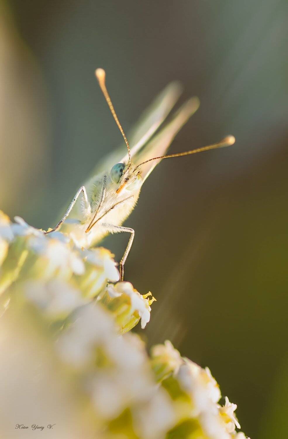 Бабоча, Белое, Крылья, Фон, Цвет, Цветок, Юрий Котов