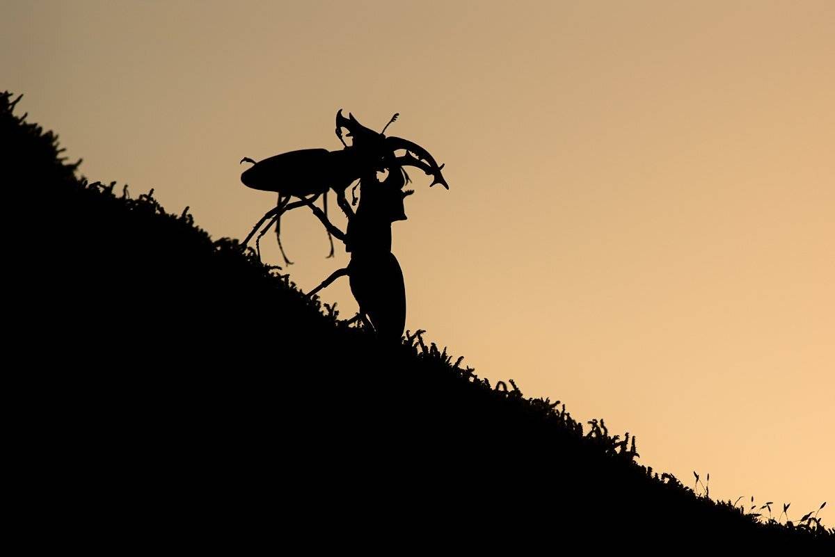 жук олень, силуэт, графика, Evgeny Melnikov