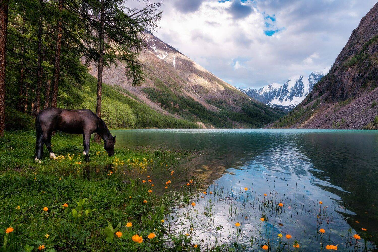 Алтай, природа, пейзаж, вечер, Шавлинское озеро, лошадь, горы, снег, вершины, лето, цветы, берег, луг, огоньки, Павел Силиненко