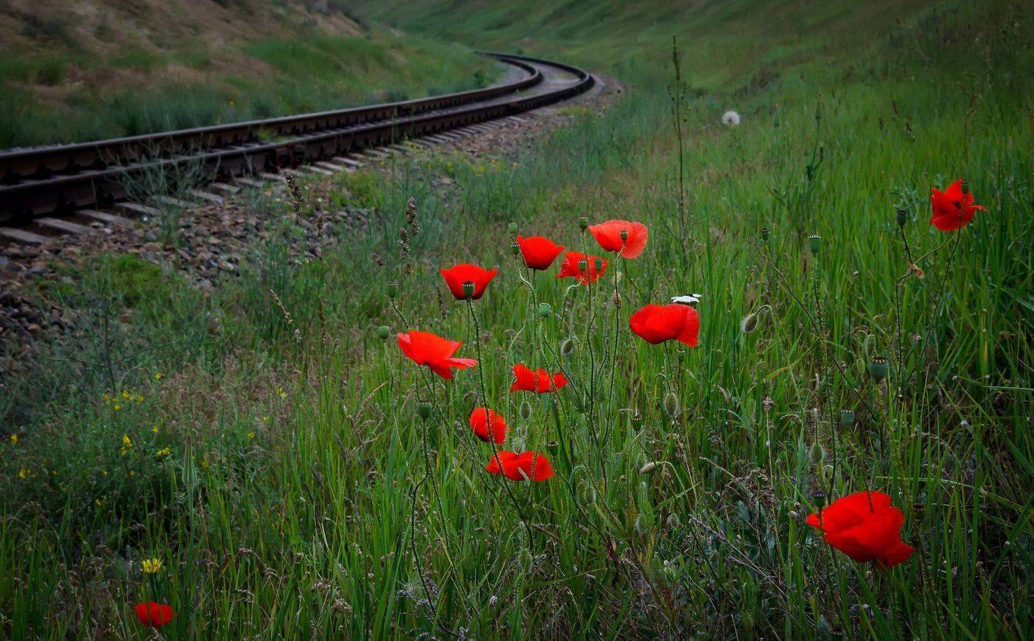 , Анатолий Щербак
