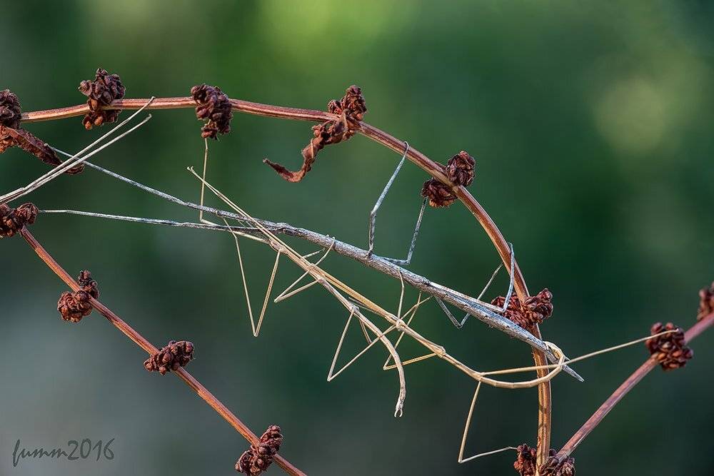 , Игорь ФУММ