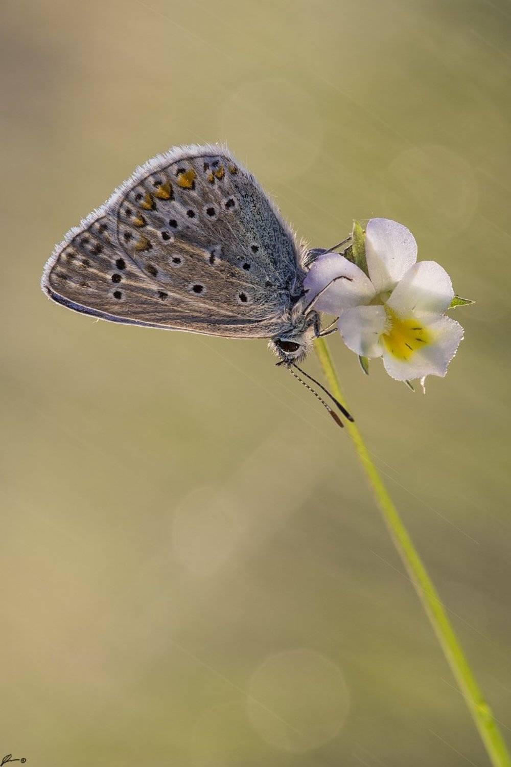 Bokeh, Butterfly, Flowers, Insect, Macro, Makro, Nature, Wildlife, Mariusz Oparski