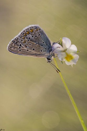 Polyommatus icarus