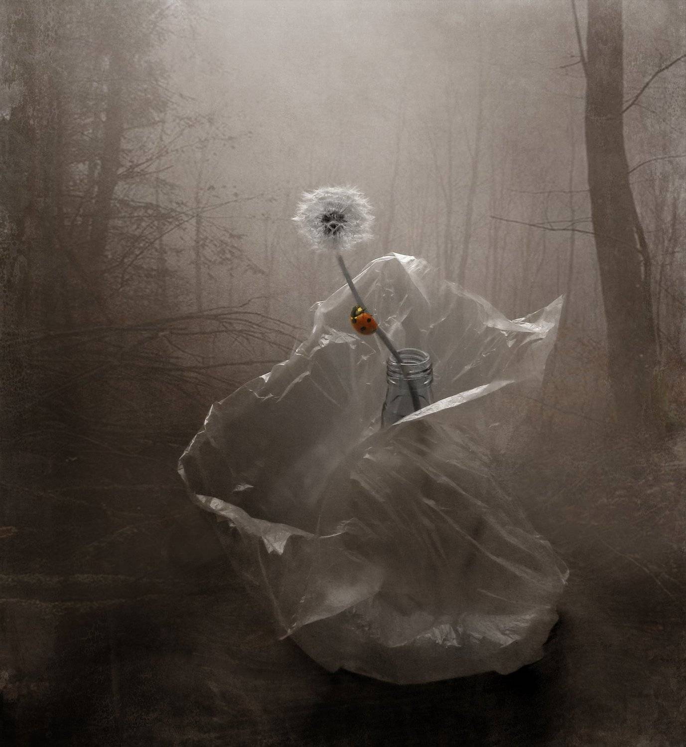 божья коровка, одуванчик, бутылка, пакет, лес, природа, Елена