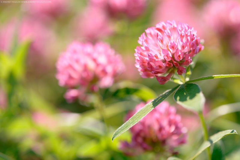 Clover, Colorful, Field, Flower, Flowers, Foliage, Green, Nature, Pink, Sunny, Yellow Clover Flowers фото превью