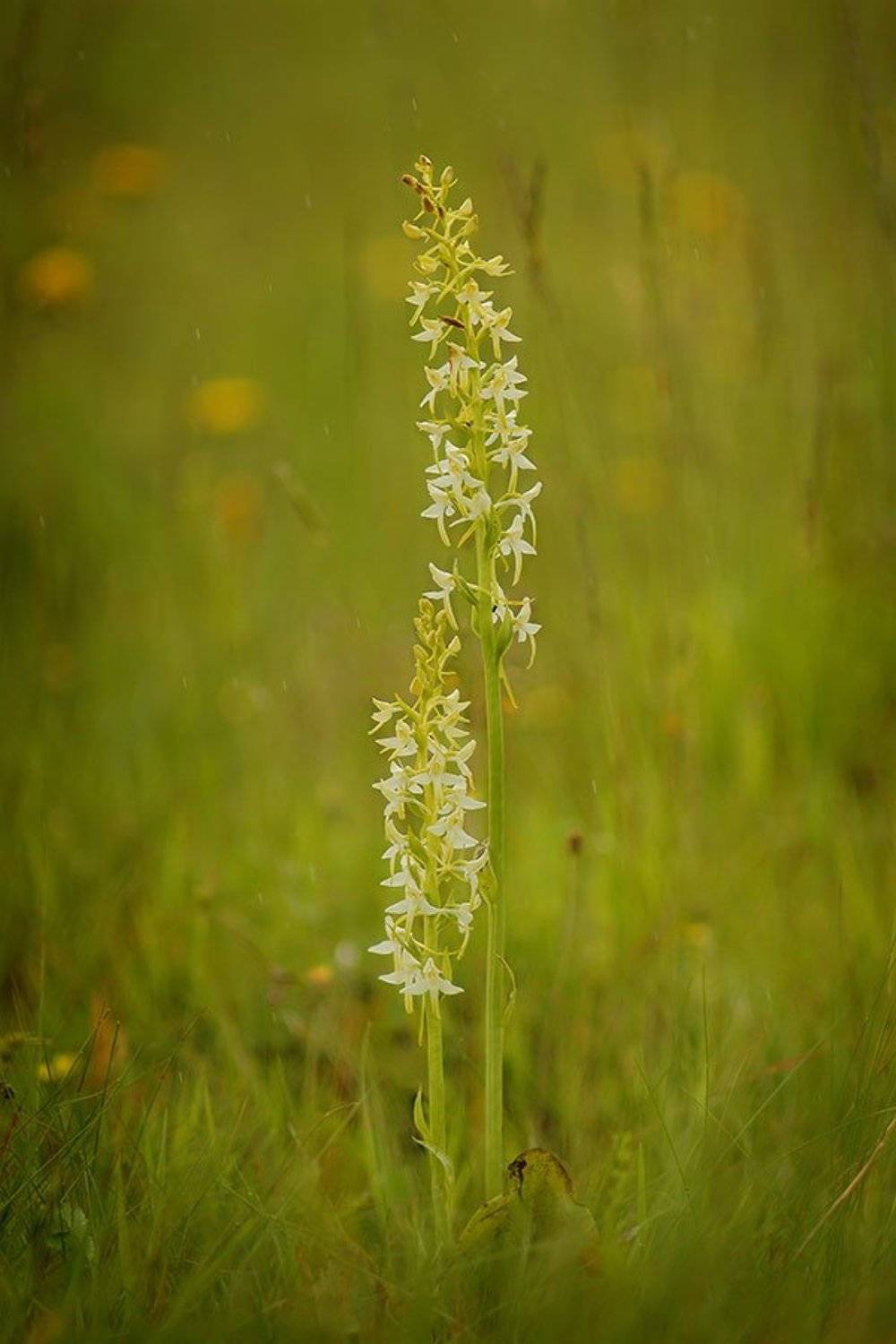 platanthera bifolia., любка двулистная, Роман Рысь